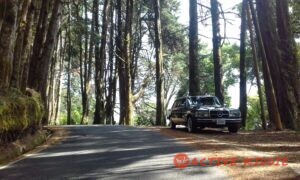 COSTA-RICA-PINE-FOREST.-MERCEDES-CLASSIC-LIMOUSINE-ADVENTURES7e8d3b0f9cf5f3fe.jpg