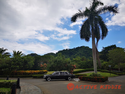 LARGE-PALM-TREE-AND-MERCEDES-LIMOUSINE-COSTA-RICA608473738d7e479f.jpg